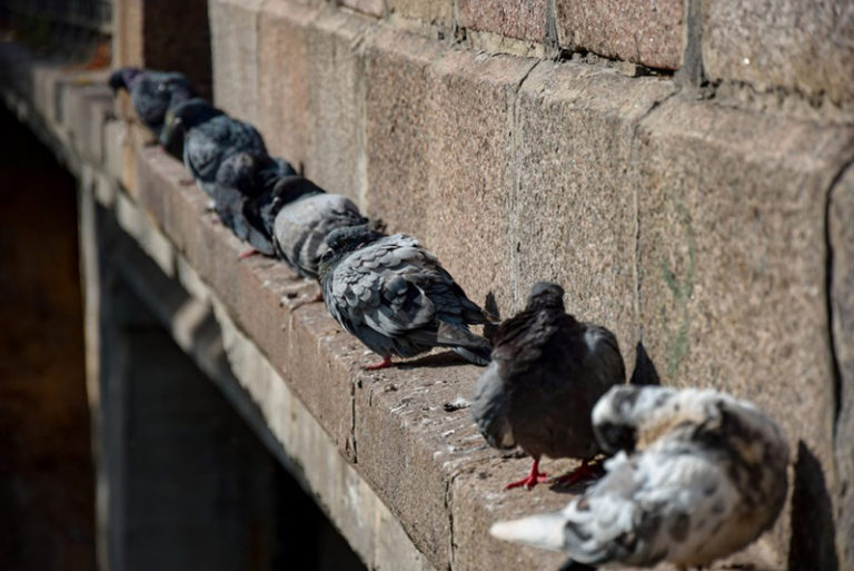KAONET-anti-pigeons